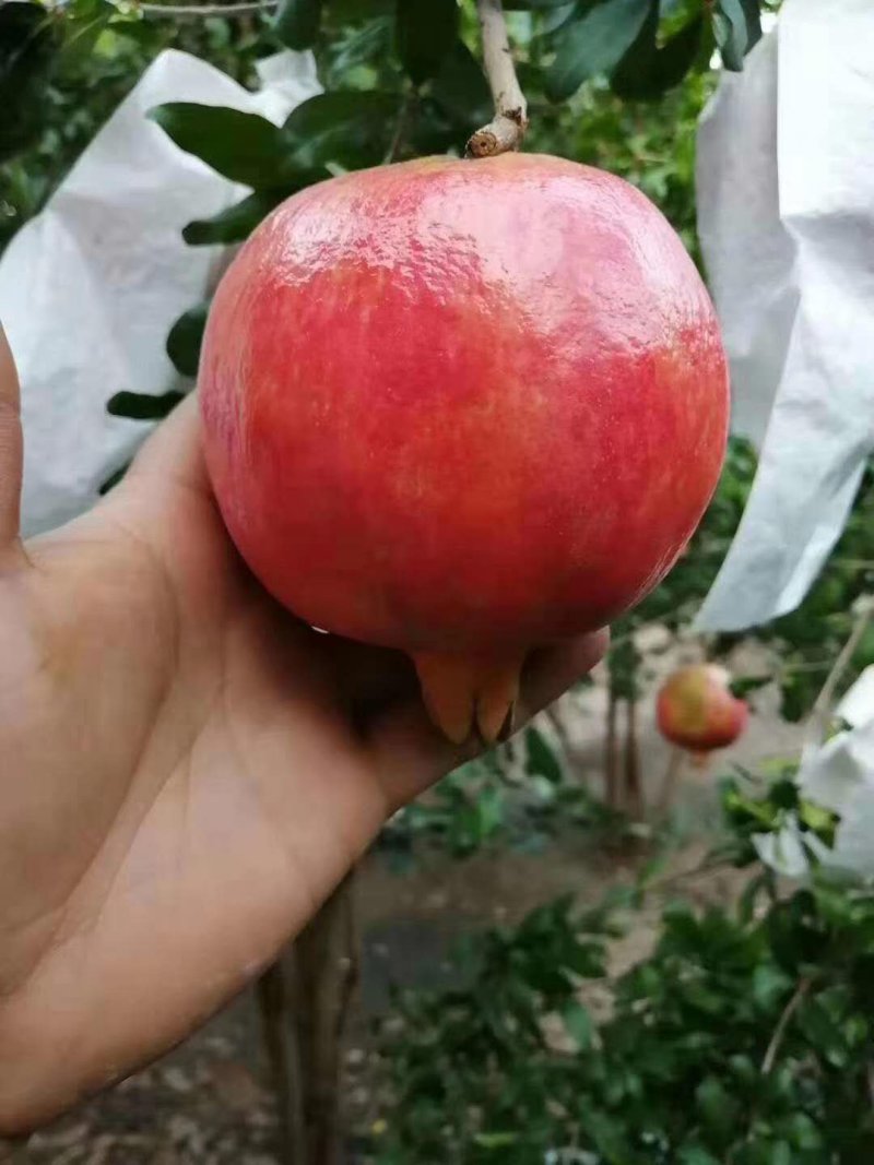 永胜突尼斯软籽石榴