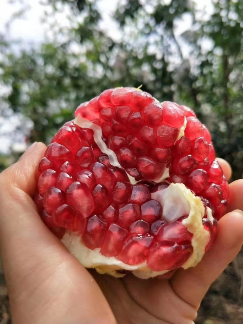 永胜突尼斯软籽石榴