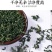 2019年新货绞股蓝茶七叶正品野生胶股蓝特级平
