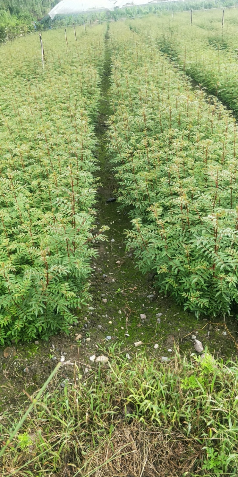 花椒苗，红花椒，正路椒，汉源贡椒，营养袋花椒苗，