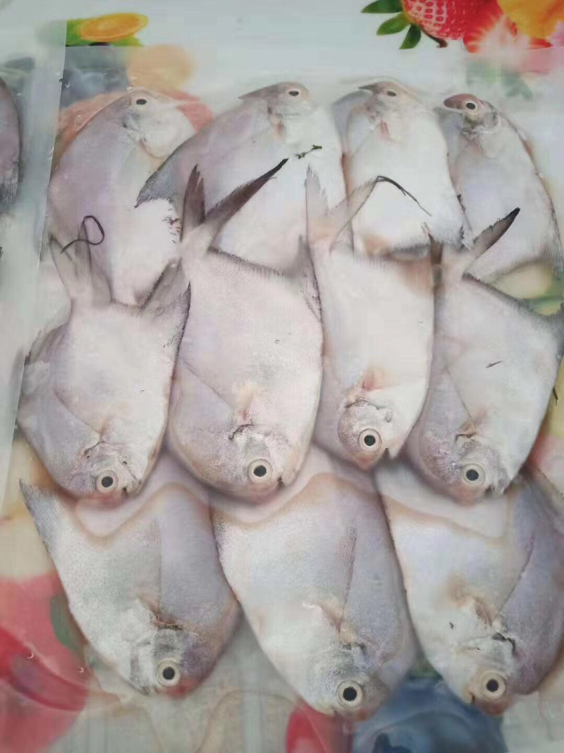 白仓仔