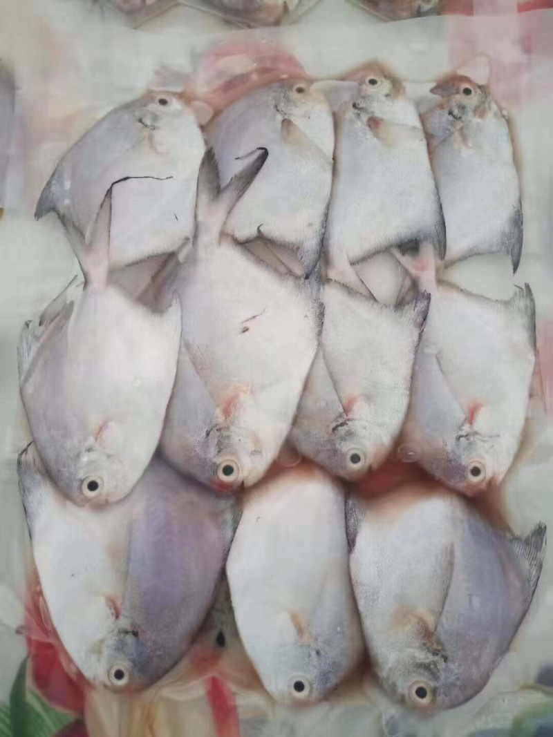 白仓仔