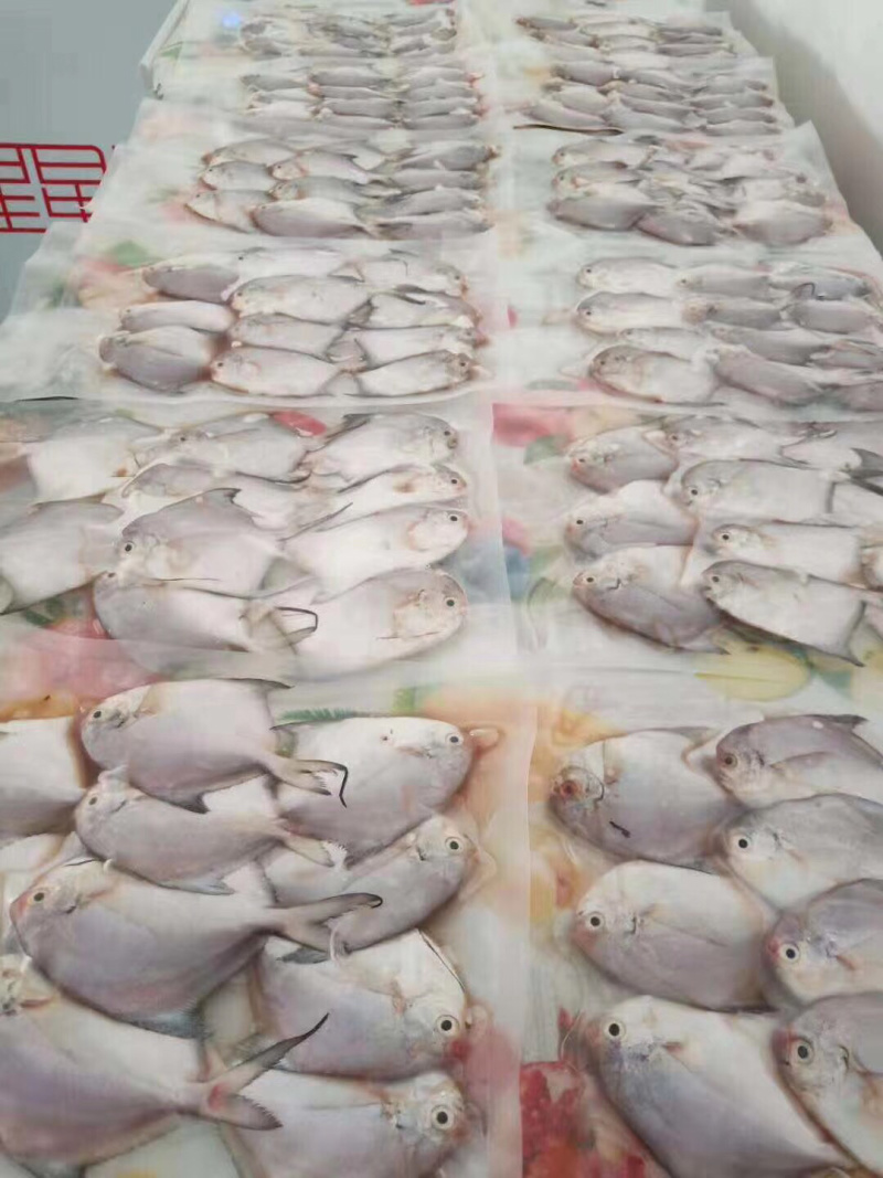 白仓仔