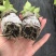 三角梅基质小苗红色紫色粉色黄色多色新品种基质小苗带土发货