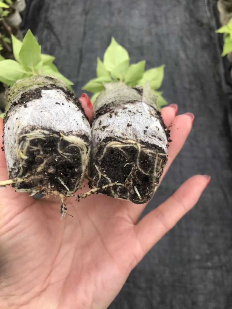 三角梅基质小苗红色紫色粉色黄色多色新品种基质小苗带土发货