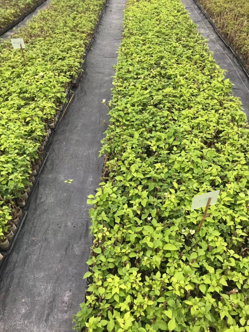 三角梅基质小苗红色紫色粉色黄色多色新品种基质小苗带土发货