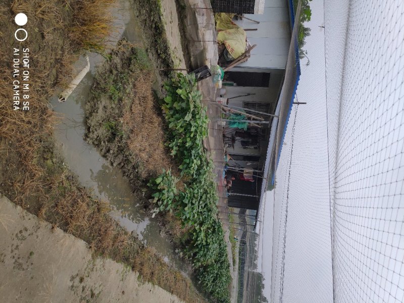 青蛙养殖场