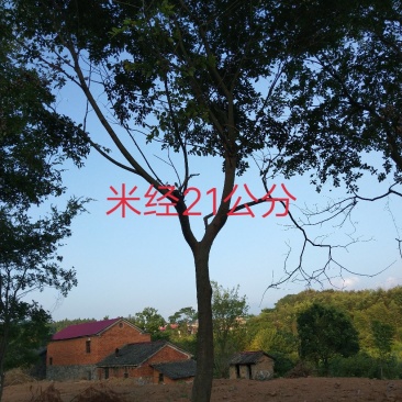 朴树
