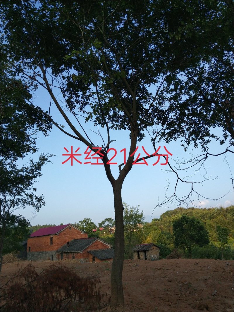 朴树