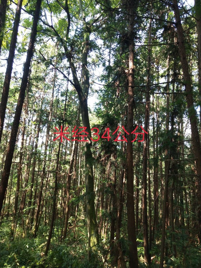 朴树