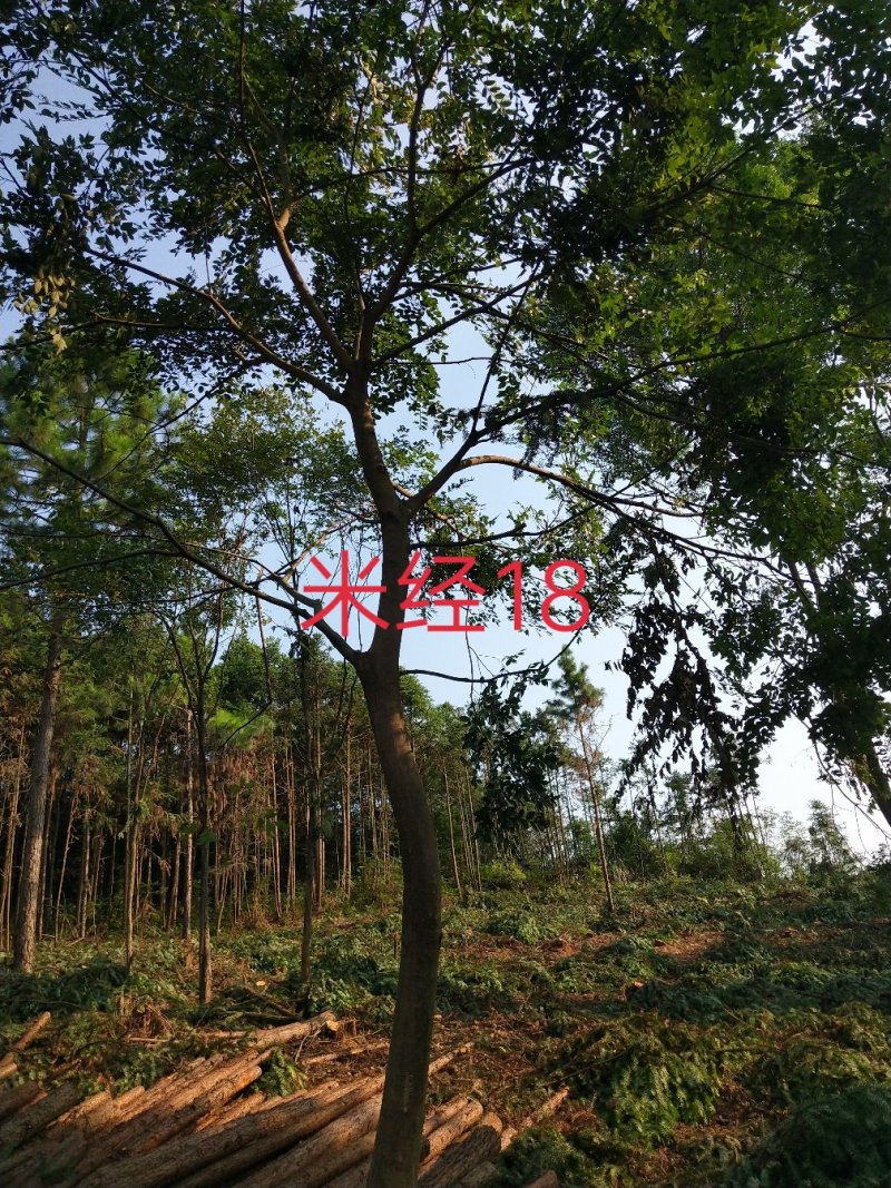 朴树
