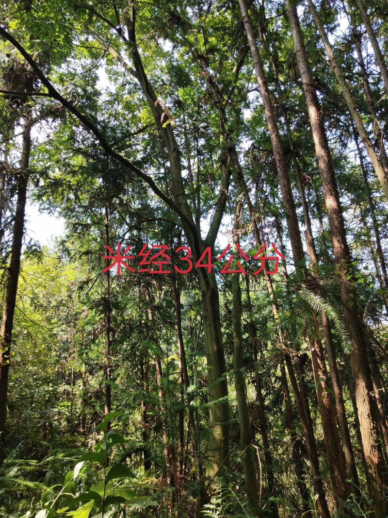 朴树
