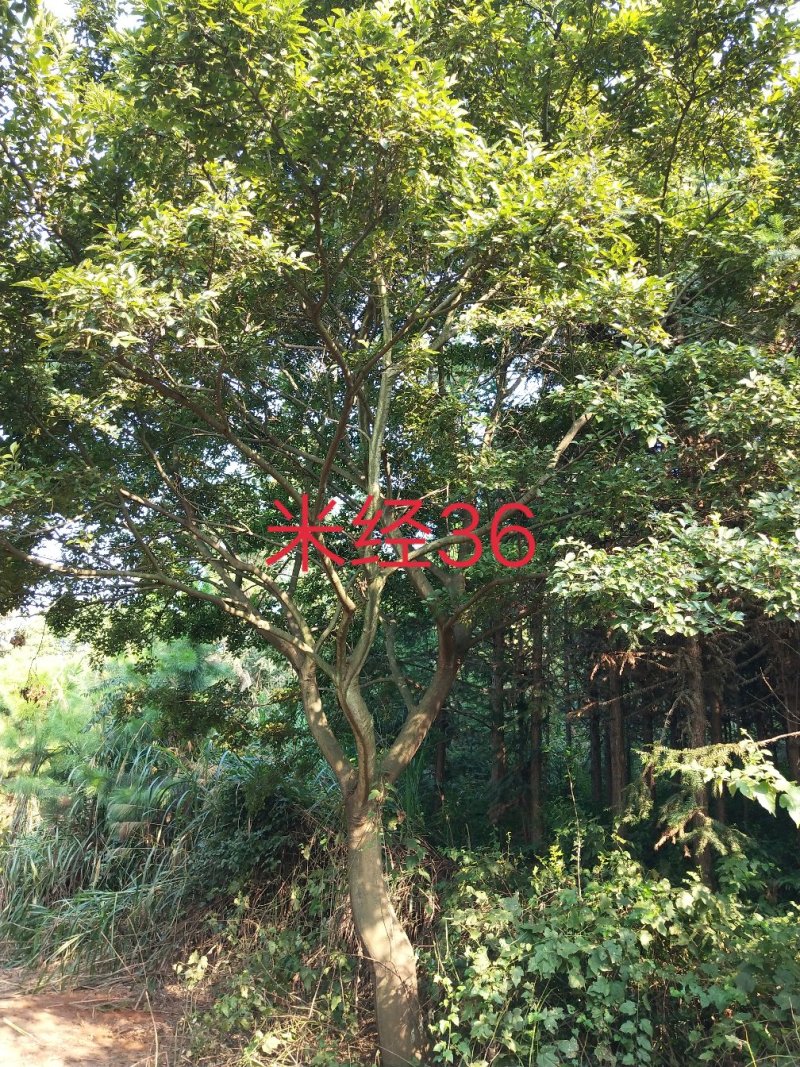 朴树