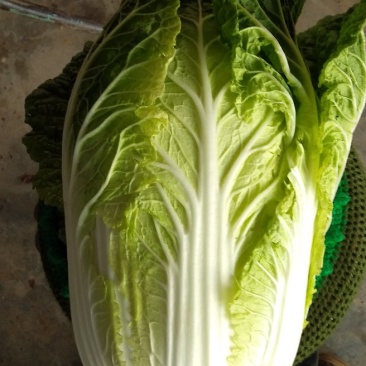 【精品】黄心大白菜3到6斤左右。一手货源净菜矮颗