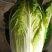 【精品】黄心大白菜3到6斤左右。一手货源净菜矮颗