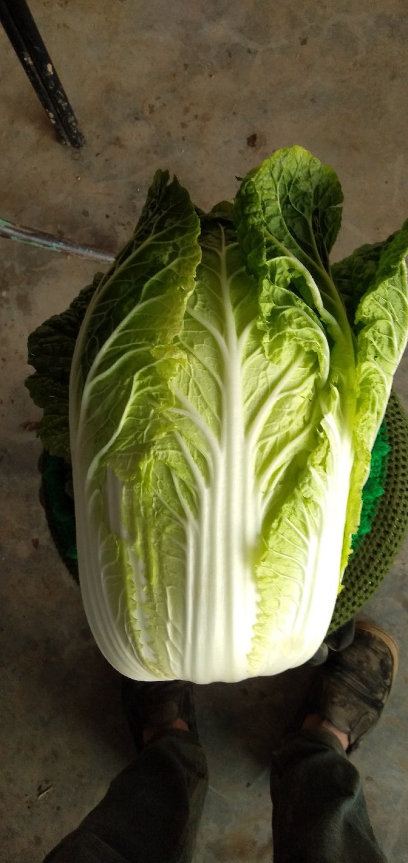 【精品】黄心大白菜3到6斤左右。一手货源净菜矮颗