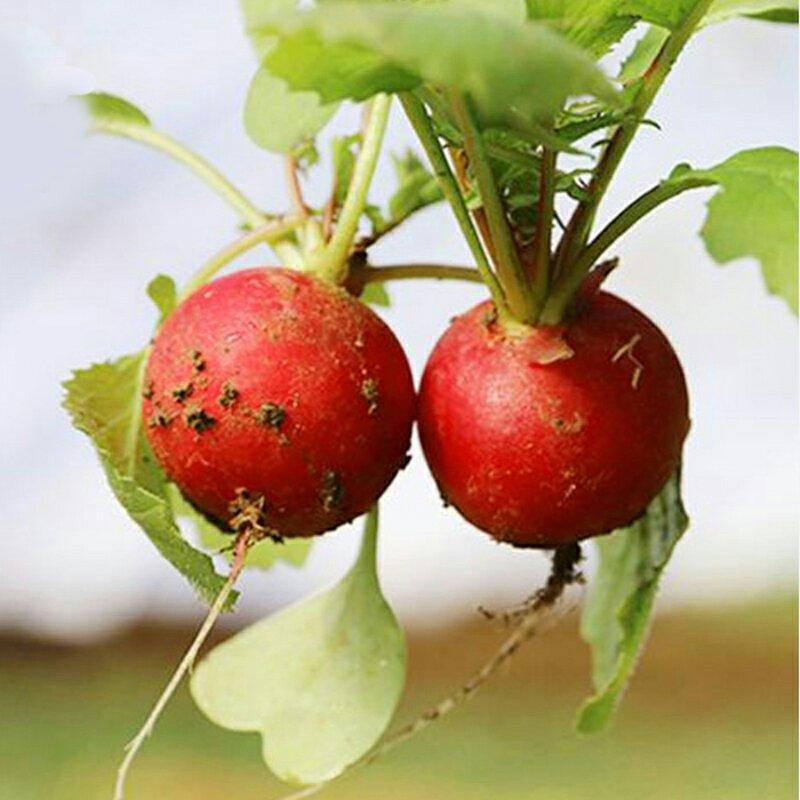 樱桃水果萝卜种子生长快速口感甜嫩皮薄而鲜红白瓤