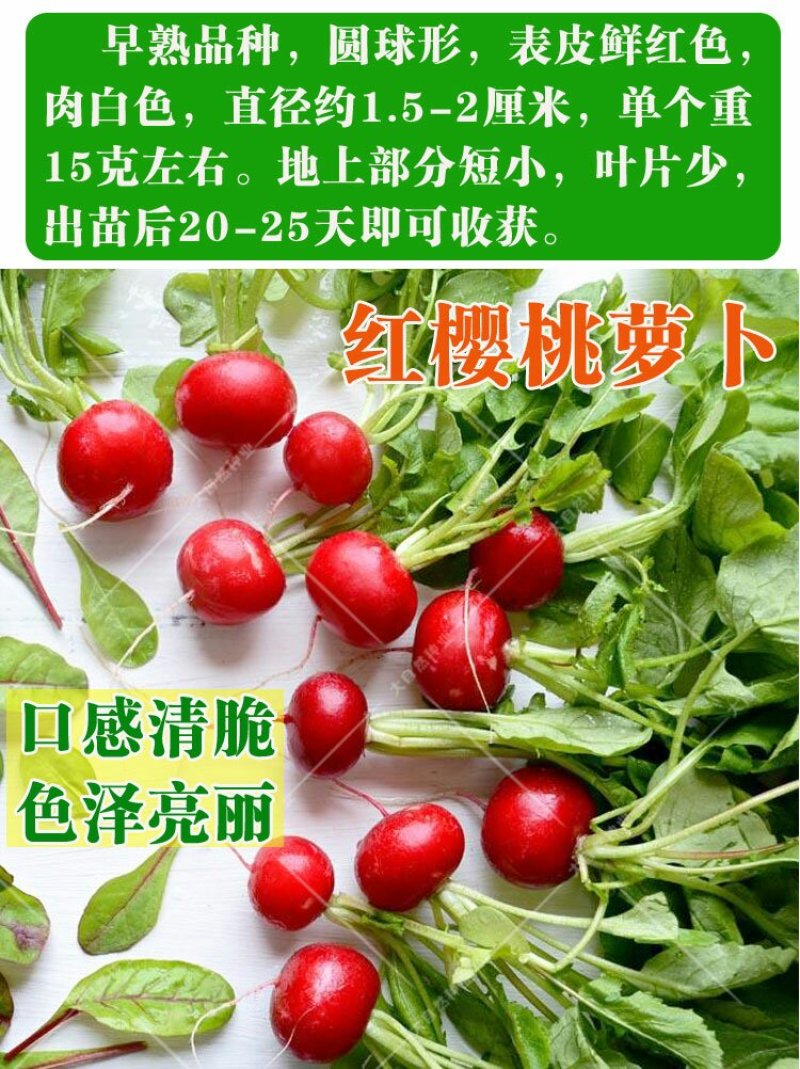 樱桃水果萝卜种子生长快速口感甜嫩皮薄而鲜红白瓤