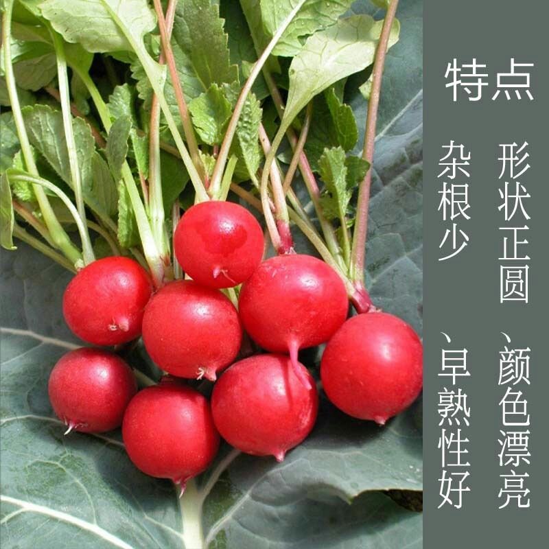 樱桃水果萝卜种子生长快速口感甜嫩皮薄而鲜红白瓤