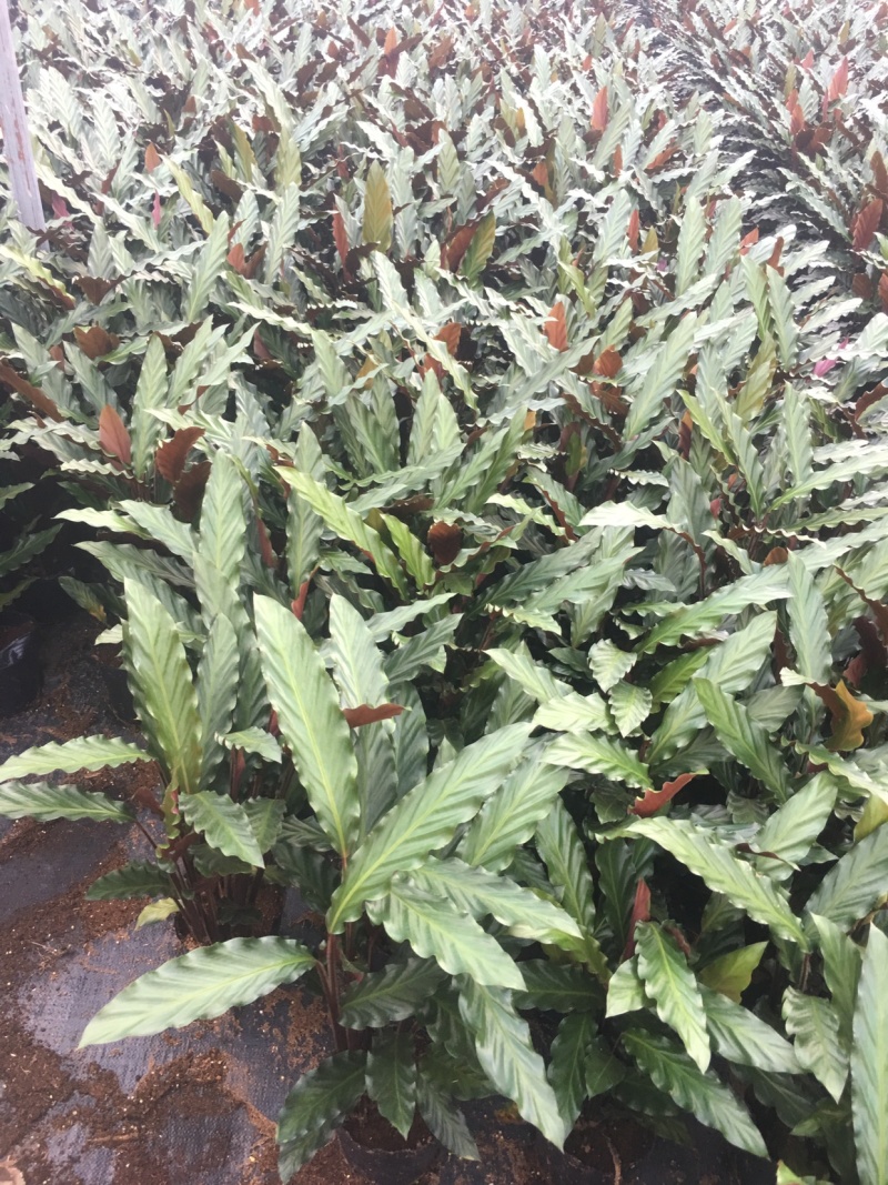 精品180#紫背波浪竹芋盆栽基地直销