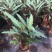 精品180#紫背波浪竹芋盆栽基地直销