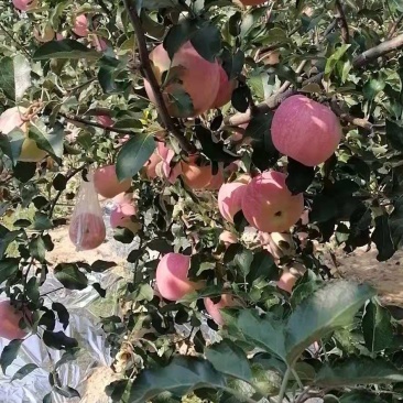 红田富士