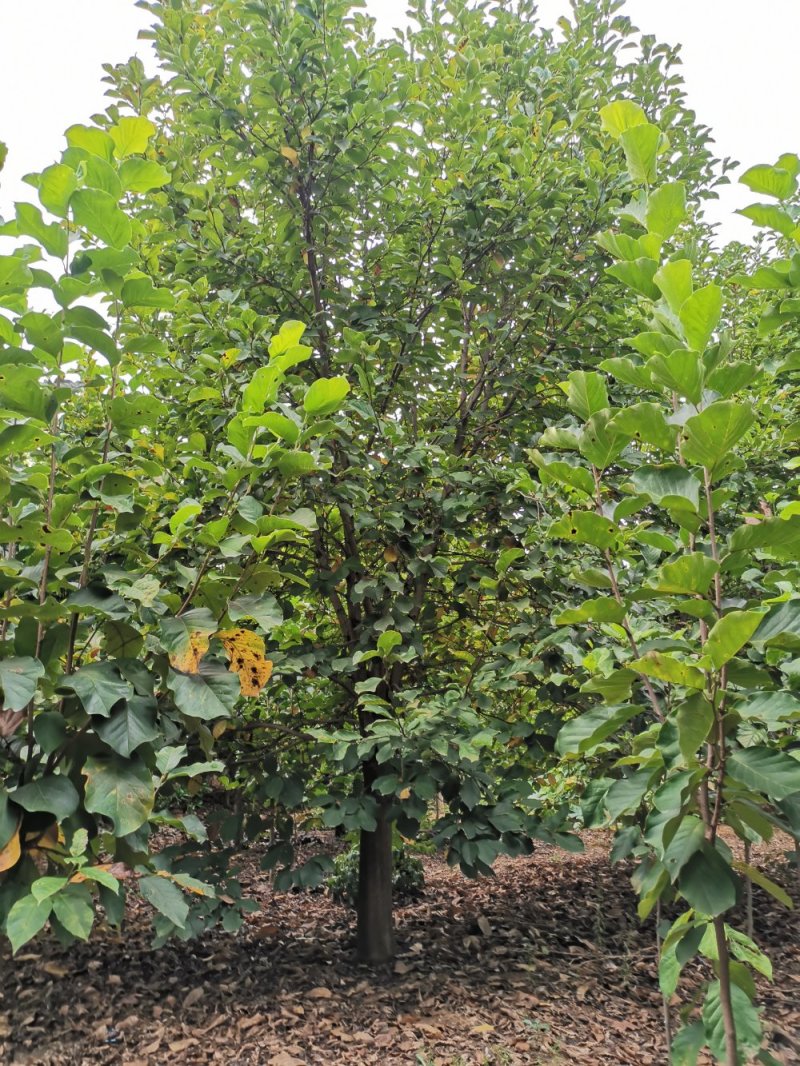 18公分各种颜色玉兰