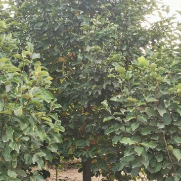 18公分各种颜色玉兰