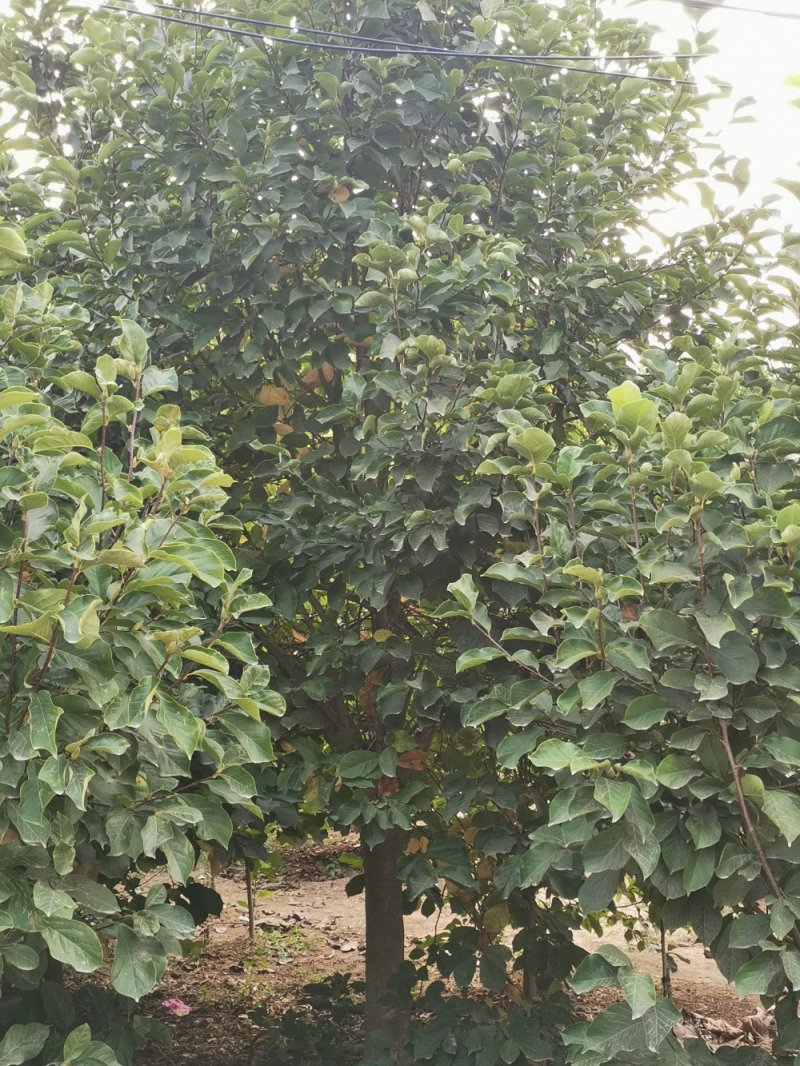 18公分各种颜色玉兰