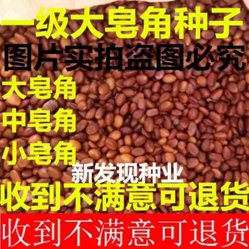 小皂角种子新采皂角种子发芽率高量大优惠大皂角种
