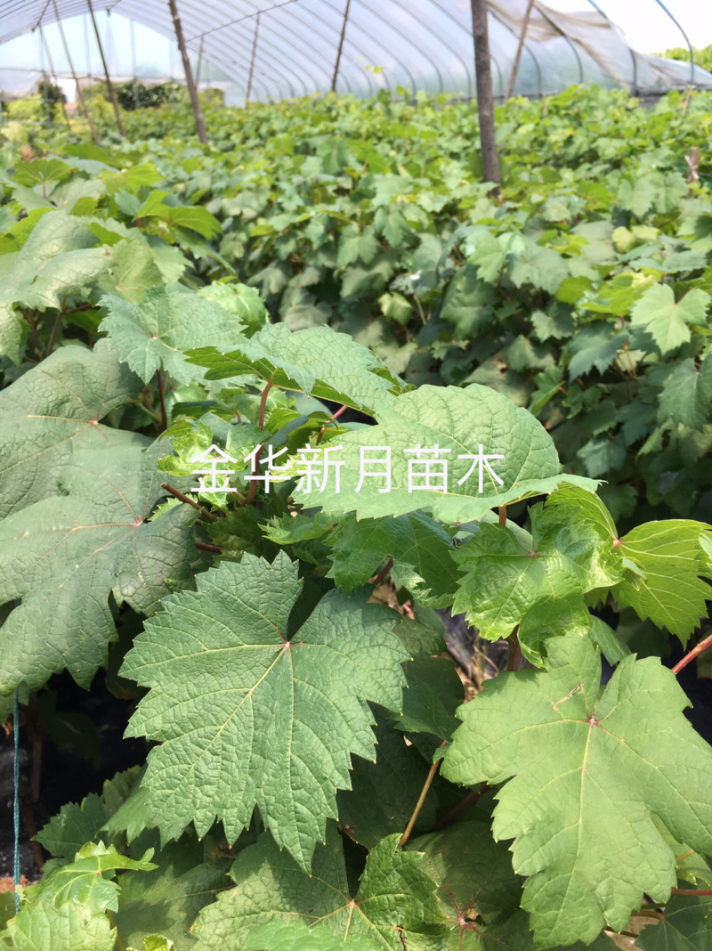 浪漫红颜葡萄苗，阳光玫瑰红色后代，葡萄苗基地