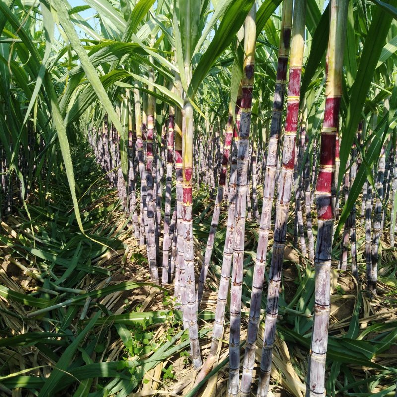 黑皮甘蔗大量上市中自家种植