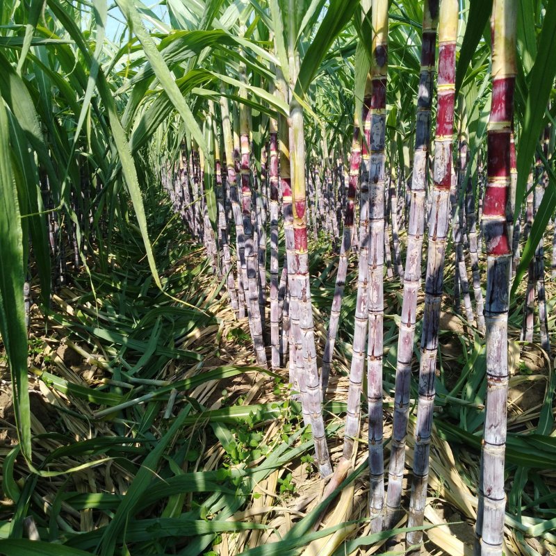 黑皮甘蔗大量上市中自家种植