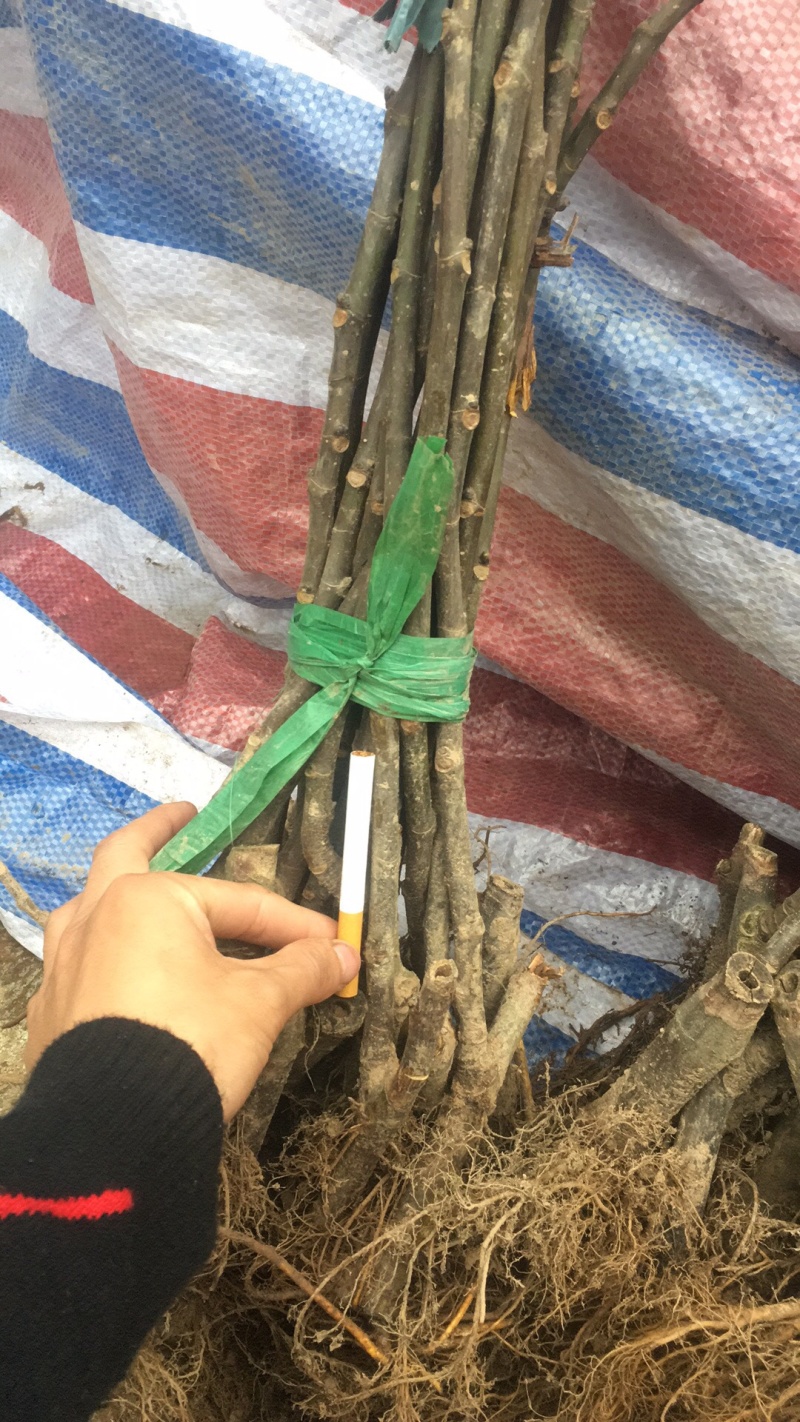 【热销】玻姬红无花果小苗南北种植包品种地挖现挖现卖
