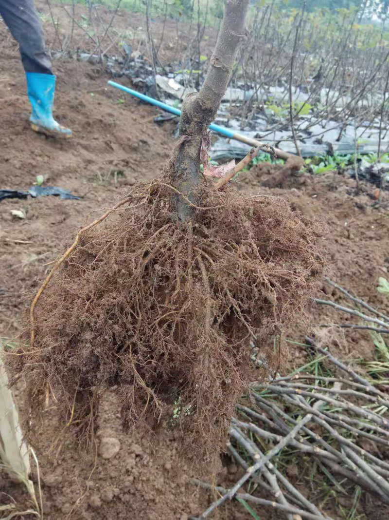 【热销】玻姬红无花果小苗南北种植包品种地挖现挖现卖
