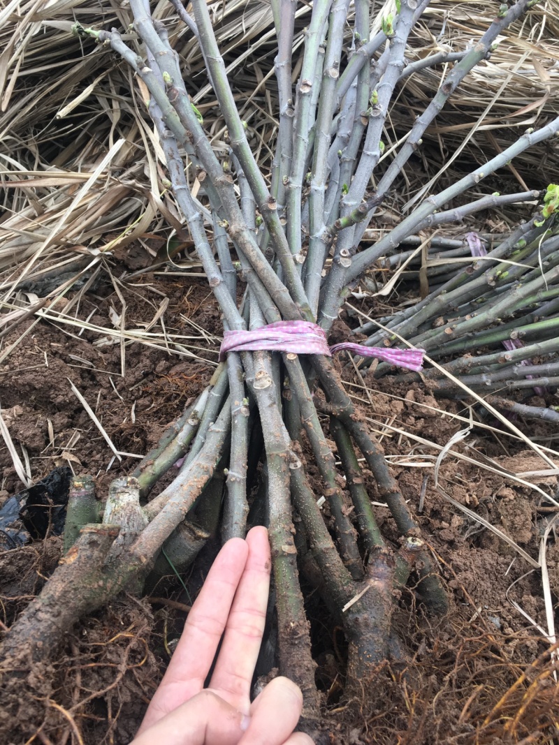 【热销】玻姬红无花果小苗南北种植包品种地挖现挖现卖