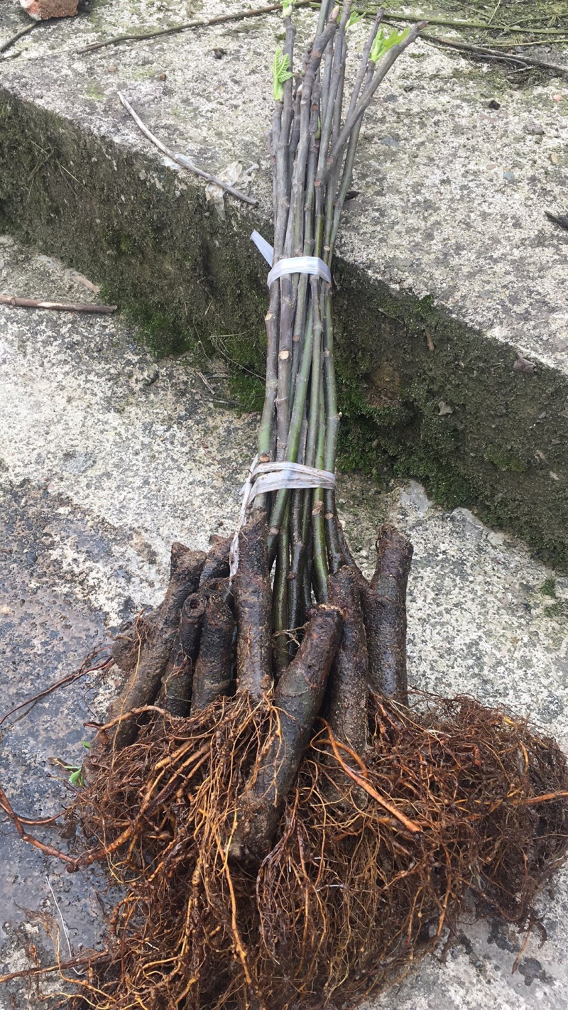 【热销】玻姬红无花果小苗南北种植包品种地挖现挖现卖