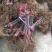 【热销】玻姬红无花果小苗南北种植包品种地挖现挖现卖