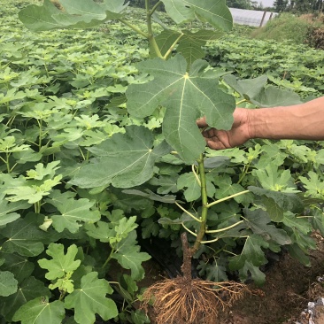 【热销】玻姬红无花果小苗南北种植包品种地挖现挖现卖