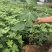 【热销】玻姬红无花果小苗南北种植包品种地挖现挖现卖