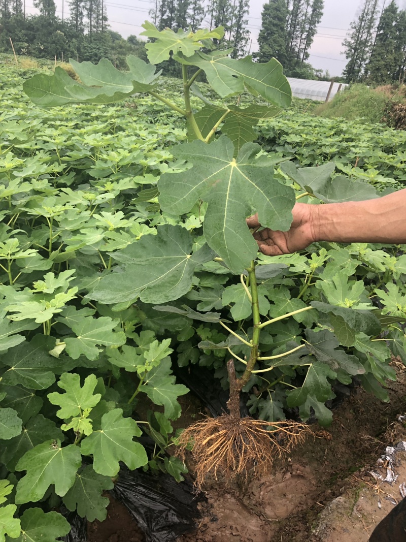 【热销】玻姬红无花果小苗南北种植包品种地挖现挖现卖