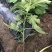 【热销】玻姬红无花果小苗南北种植包品种地挖现挖现卖
