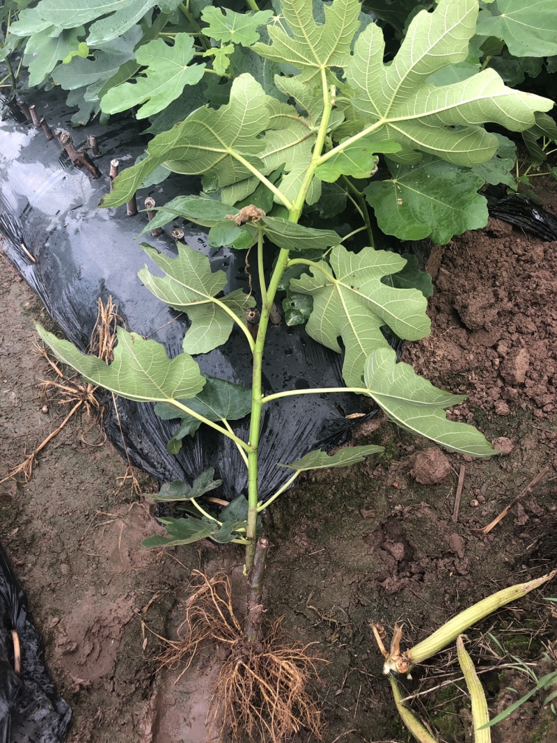 【热销】玻姬红无花果小苗南北种植包品种地挖现挖现卖