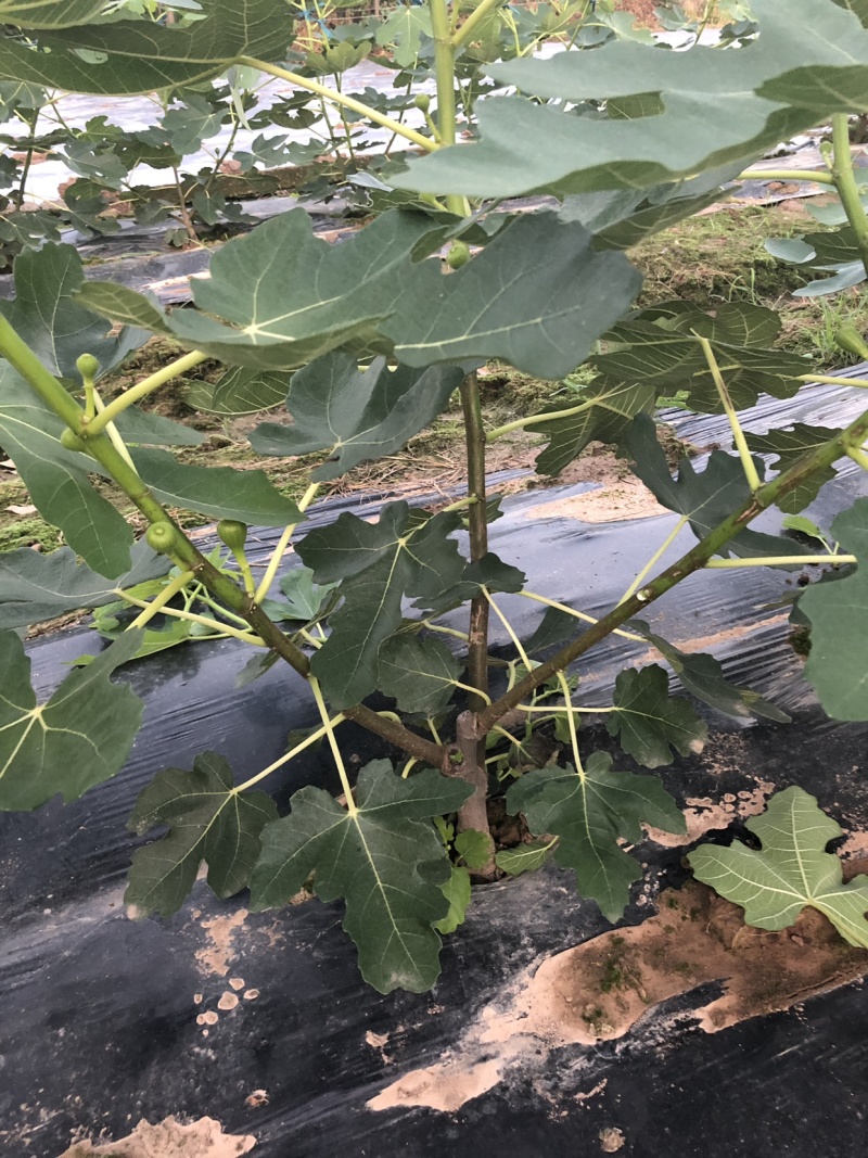【热销】玻姬红无花果小苗南北种植包品种地挖现挖现卖