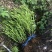 【热销】玻姬红无花果小苗南北种植包品种地挖现挖现卖