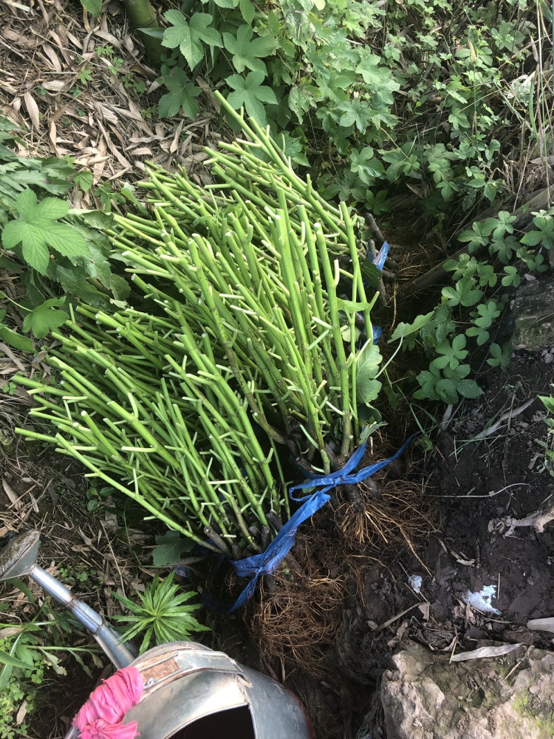 【热销】玻姬红无花果小苗南北种植包品种地挖现挖现卖