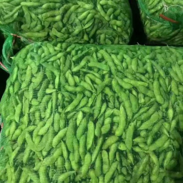 毛豆，大豆，青豆，鲜绿，翠绿宝，福建毛豆