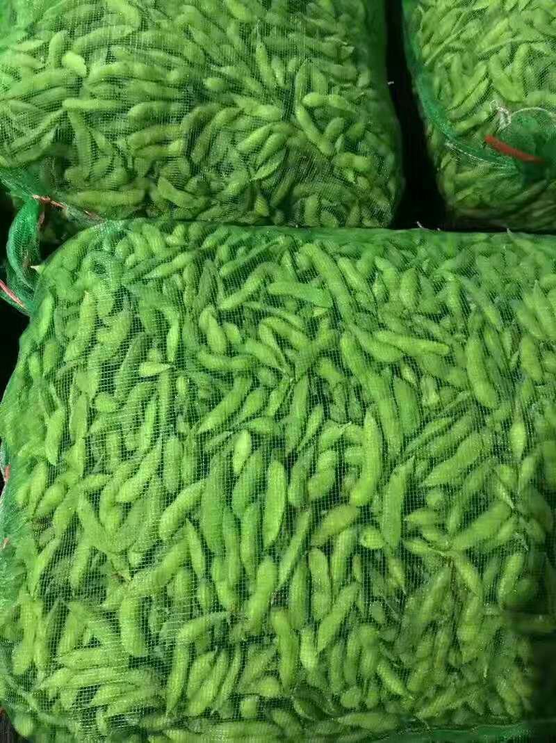 毛豆，大豆，青豆，鲜绿，翠绿宝，福建毛豆