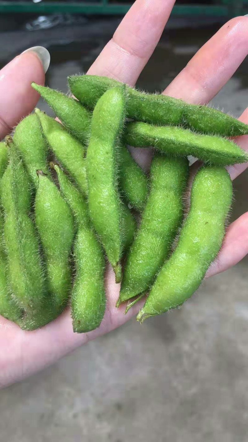 毛豆，大豆，青豆，鲜绿，翠绿宝，福建毛豆
