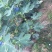 【热销】玻姬红无花果果树品种保证南北种植包纯度